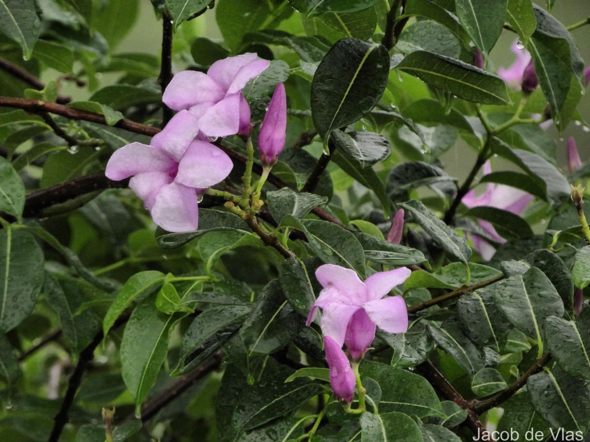Cryptostegia madagascariensis Bojer ex Decne.
